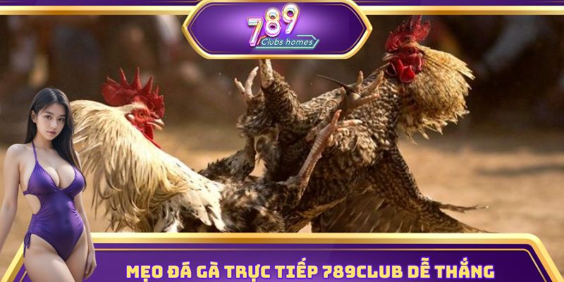 Bí kíp đá gà trực tiếp – Hiệp 1 ăn đậm