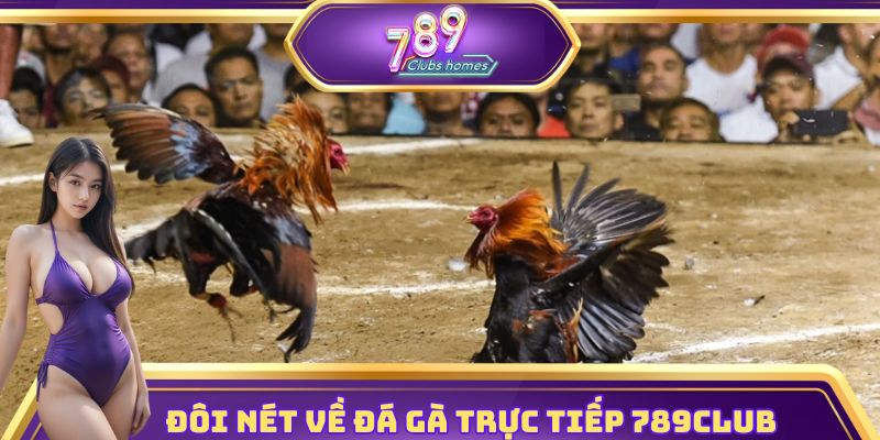 Khám phá hình thức đá gà trực tiếp