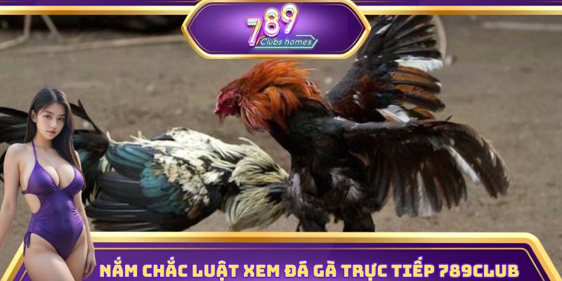 Xem đá gà trực tiếp – phải biết rõ luật