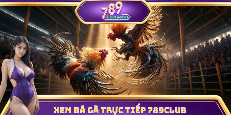 Xem đá gà trực tiếp